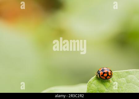 Macro close up of an orange Ladybug beetle on a bright green leaf Stock Photo