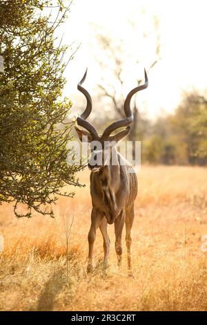 African Kudu Bull antelope in a South African wildlife reserve Stock Photo