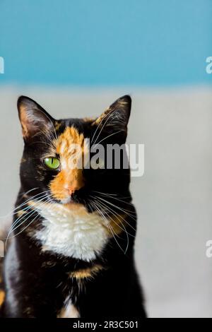 Beautiful calico tortoiseshell tabby cat sitting on a couch Stock Photo