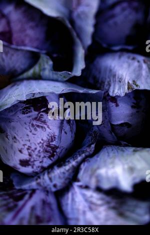 Many Whole Red Cabbage Stock Photo