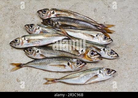 Several mackerel on a concrete surface Stock Photo