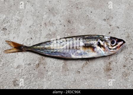 One mackerel on concrete surface Stock Photo