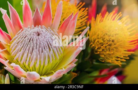 Bright colored King Protea from the Fynbos of Cape Town South Africa Stock Photo