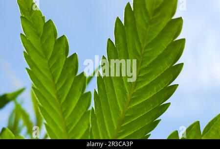 Cannabis Home Grown Medical Marijuana Leaf Stock Photo