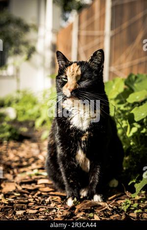 Sitting tortoiseshell cat in a garden looking at the camera Stock Photo ...