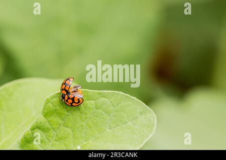 Macro Orange Ladybug close up on a green leaf Stock Photo