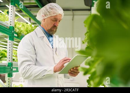 Mature male scientist or researcher in workwear standing between vertical trusses with green seedlings and looking through online information Stock Photo