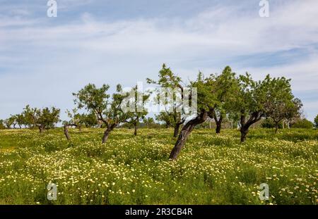 Flower meadow with almond trees Stock Photo