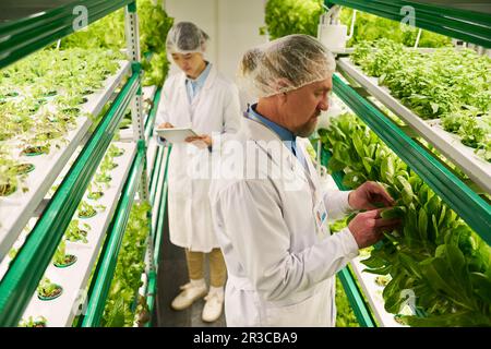 Mature male researcher in lab coat and protective cap studying new sorts of lettuce or other leafy vegetables while standing by vertical trusses Stock Photo