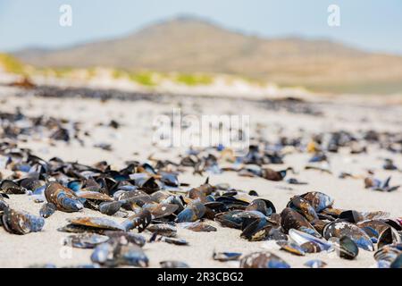 Empty Mussel shells washed up on a beach on the Western seaboard of Cape Town Stock Photo