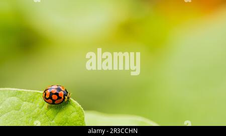 Orange Ladybug close up on a green leaf Stock Photo