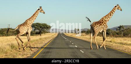 Two giraffes crossing the road in Damaraland, Namibia Stock Photo