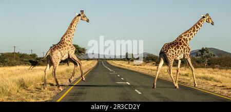 Two giraffes crossing the road in Damaraland, Namibia Stock Photo