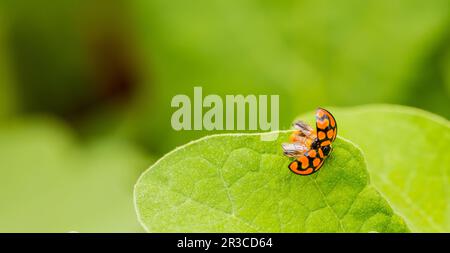 Orange Ladybug close up on a green leaf Stock Photo