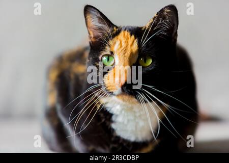 Beautiful calico tortoiseshell tabby cat sitting on a couch Stock Photo