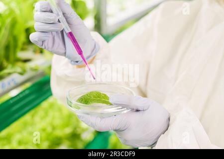 Close-up of gloved hands of scientist in protective coveralls dropping liquid substance on green leaf in petri dish during experiment Stock Photo