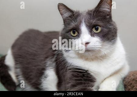 Gray and white male medium haired domestic cat lying on a couch in an apartment in St. Paul, Minnesota USA. Stock Photo