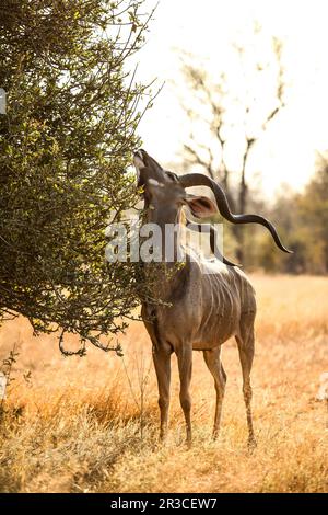 African Kudu Bull antelope in a South African wildlife reserve Stock Photo