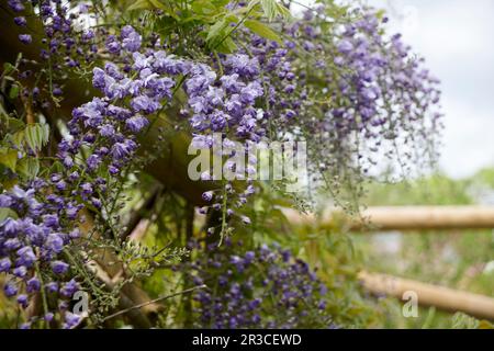 Wisteria sinensis vine growing on a wooden pergola in an Elizabethan Garden in the summer sunshine. Stock Photo