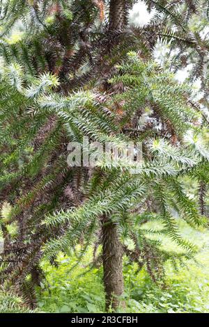 Araucaria angustifolia - parana pine tree. Stock Photo