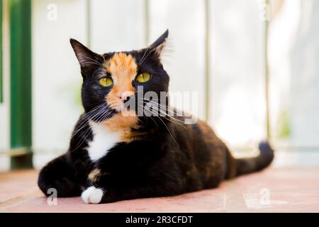 Beautiful calico tortoiseshell tabby cat lying on a balcony Stock Photo