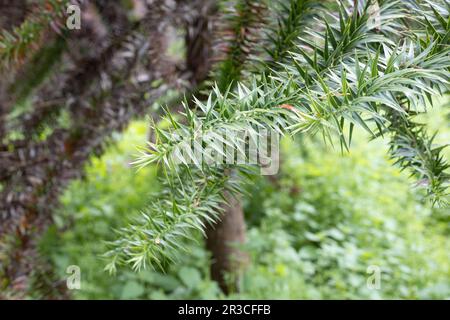 Araucaria angustifolia - parana pine tree. Stock Photo