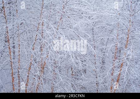 River Birch Winter Wonderland, Michigan Stock Photo