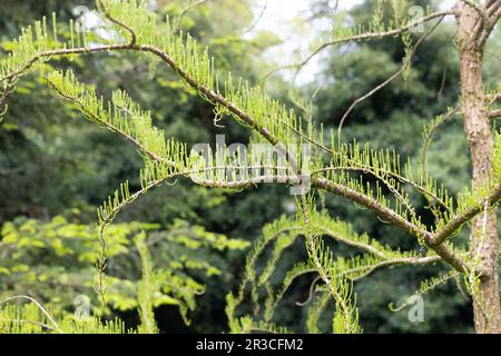Taxodium distichum var. imbricarium 'Nutans' - nodding pond cypress tree. Stock Photo