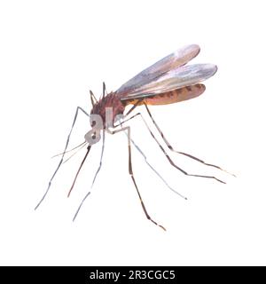 Hand drawn watercolor illustration, one isolated mosquito on white background Stock Photo