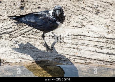 Pied Crow on sand at the waterhole. Stock Photo
