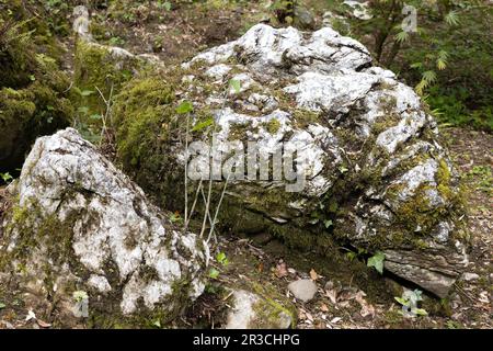 Large rock covered with moss and plants in Ireland. Stock Photo