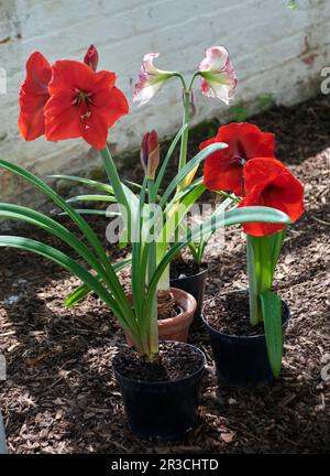 Amaryllis (Hippeastrum) flowering in the shade of a greenhouse Stock Photo