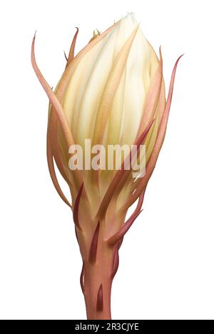 close-up of night-blooming cereus flower bud about to bloom isolated on white background, aka queen of the night, unique rarely blooms Stock Photo