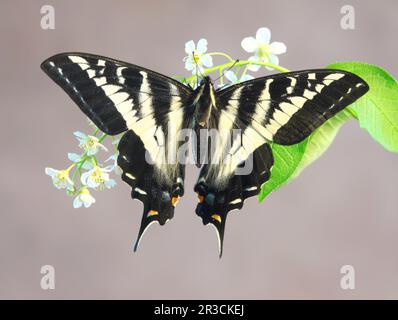 Portrait of a pale swallowtail butterfly, Papilio eurymedon, sipping nectar from a flowering shrub, along the Metolius river in the central Oregon Cas Stock Photo