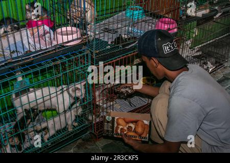 A cat groomer in Rumah Kucing Parung, a shelter for sick and injured abandoned cats in Bogor, West Java, Indonesia, on May 23, 2023 Stock Photo