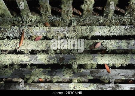 Lichen on a park bench Stock Photo