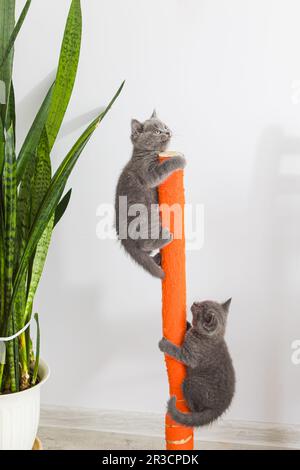 The kittens sharpen their claws with the help of fasting Stock Photo