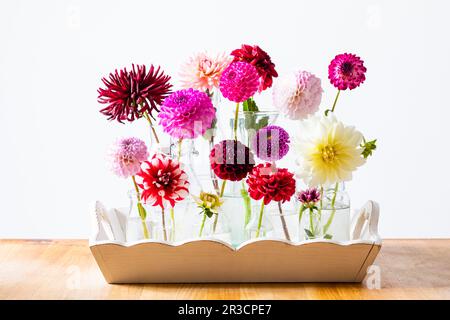 The bright dahlias in glass bottles against white wall background Stock Photo