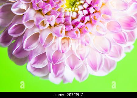 The dahlia bud with beautiful pink petals for background Stock Photo
