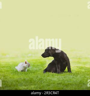 Dog and cat look closely at each other Stock Photo
