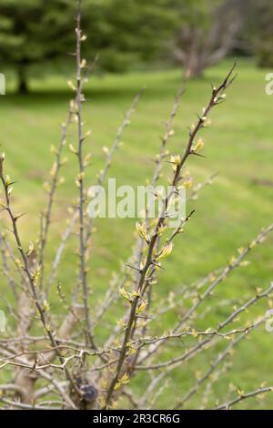 Maclura pomifera - Osage Orange tree. Stock Photo