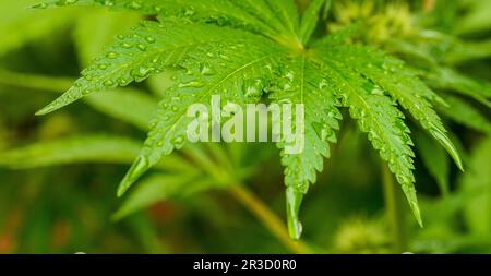 Cannabis Home Grown Medical Marijuana Leaf Stock Photo