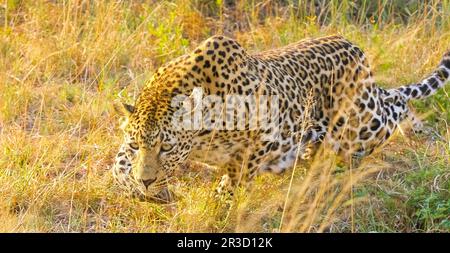 African Leopard walking in the grass Stock Photo