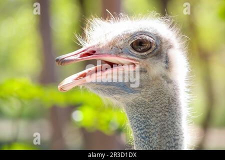 Close up of an African Ostrich head Stock Photo