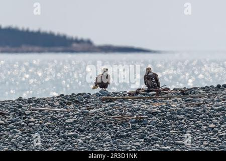 A mature and an immature Bald Eagle (Haliaeetus leucocephalus) standing on a rocky beach with light reflecting off the water behind them on an island Stock Photo