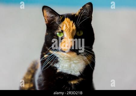 Beautiful calico tortoiseshell tabby cat sitting on a couch Stock Photo