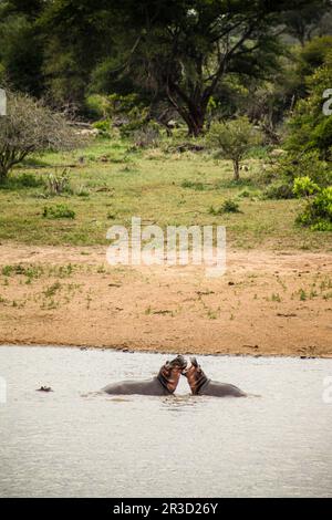Two large African Hippopotamus fighting in a river Stock Photo