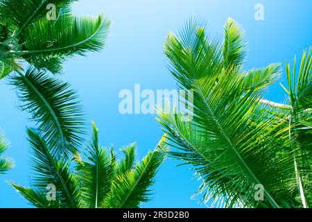 Fresh green palm tree leaves are under blue sky, natural tropic photo  background Stock Photo