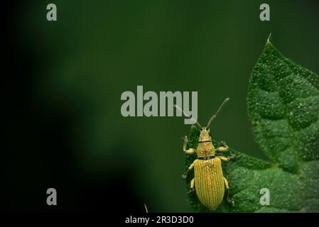 Single green weevil (Phyllobius sp.) crawling on a leaf of a nettle (Urtica sp.), macro photography, insects, biodiversity, cute Stock Photo