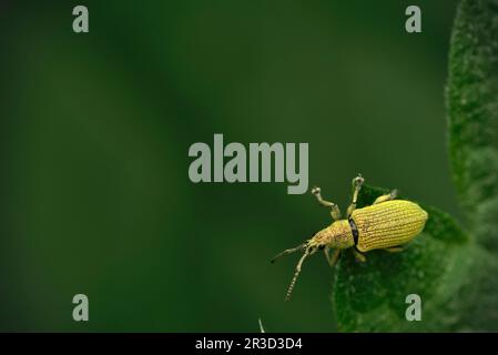 Single green weevil (Phyllobius sp.) crawling on a leaf of a nettle (Urtica sp.), macro photography, insects, biodiversity, cute Stock Photo